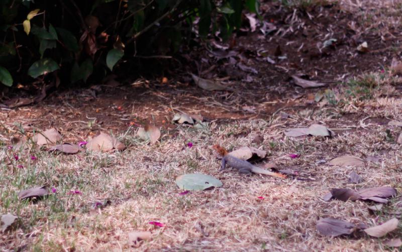 « Mais où est Charlie  ? »

Un margouillat mâle