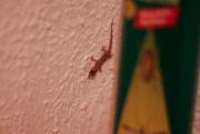 « Sauve qui peut ! »

Un gecko